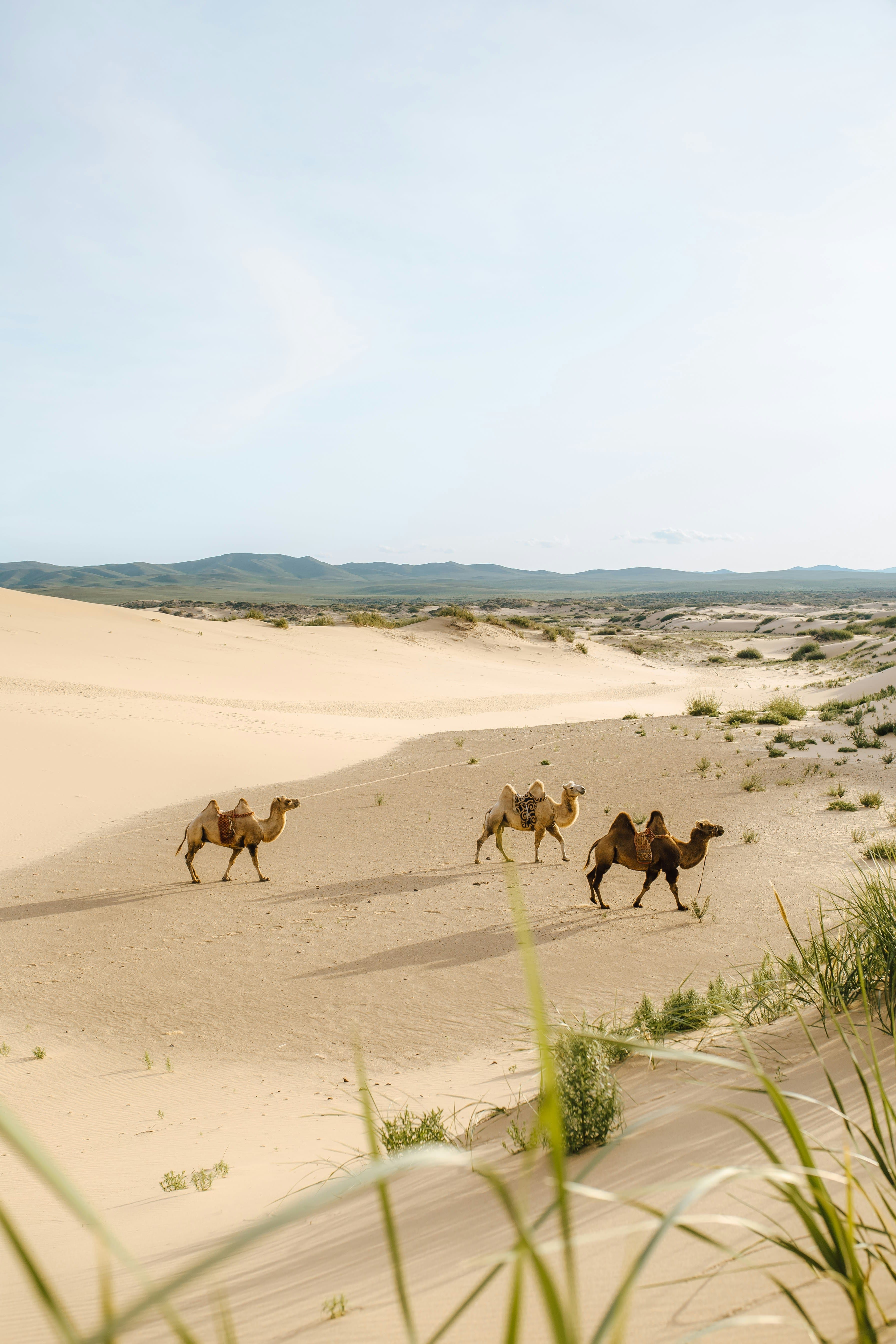 Mongolian Athletes